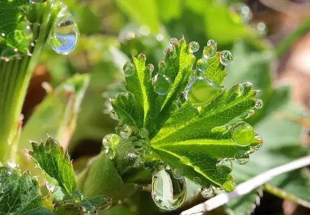 过氧化氢用来养花的几种特殊作用 能很好促进植物生长