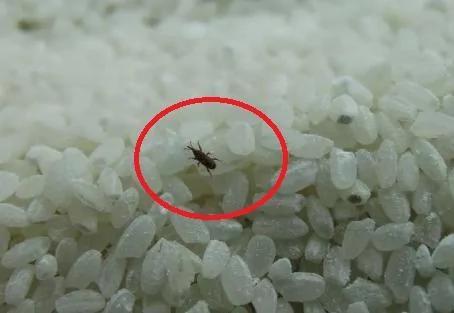 大米发霉生虫怎么办!还能吃吗?用这个办法,不发霉也不生虫