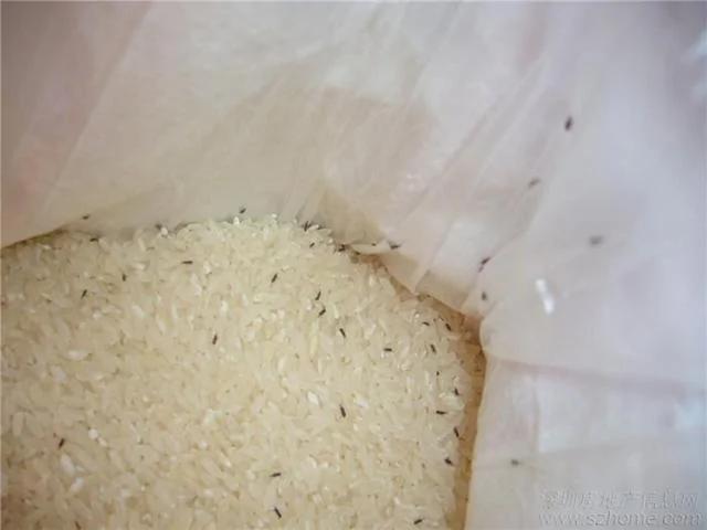 大米发霉生虫怎么办!还能吃吗?用这个办法,不发霉也不生虫