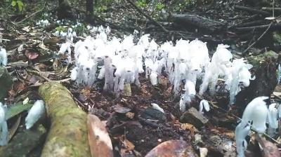 福建宁化发现大面积“幽灵之花”