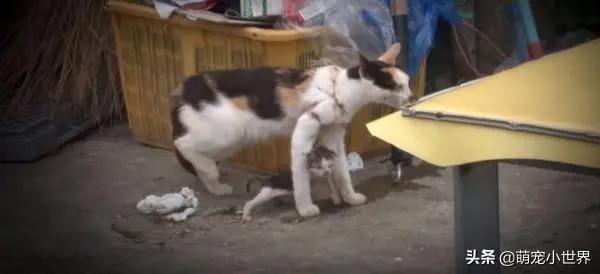 母猫被渔网绕住一整年!忍痛喂养奶猫 最终被救!