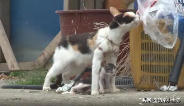 母猫被渔网绕住一整年!忍痛喂养奶猫 最终被救!