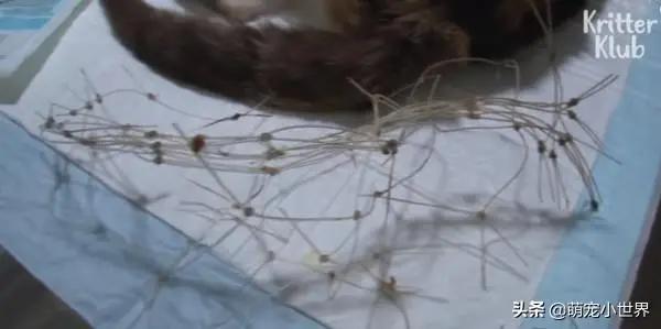 母猫被渔网绕住一整年!忍痛喂养奶猫 最终被救!