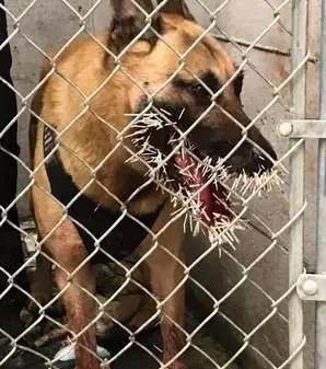 美国警犬执勤时被豪猪攻击 脸上被插两百根尖刺 警方悬赏凶手!