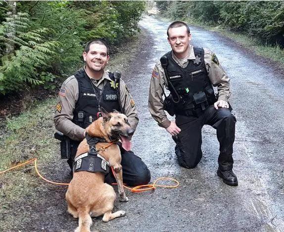 美国警犬执勤时被豪猪攻击 脸上被插两百根尖刺 警方悬赏凶手!