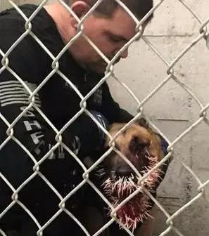 美国警犬执勤时被豪猪攻击 脸上被插两百根尖刺 警方悬赏凶手!