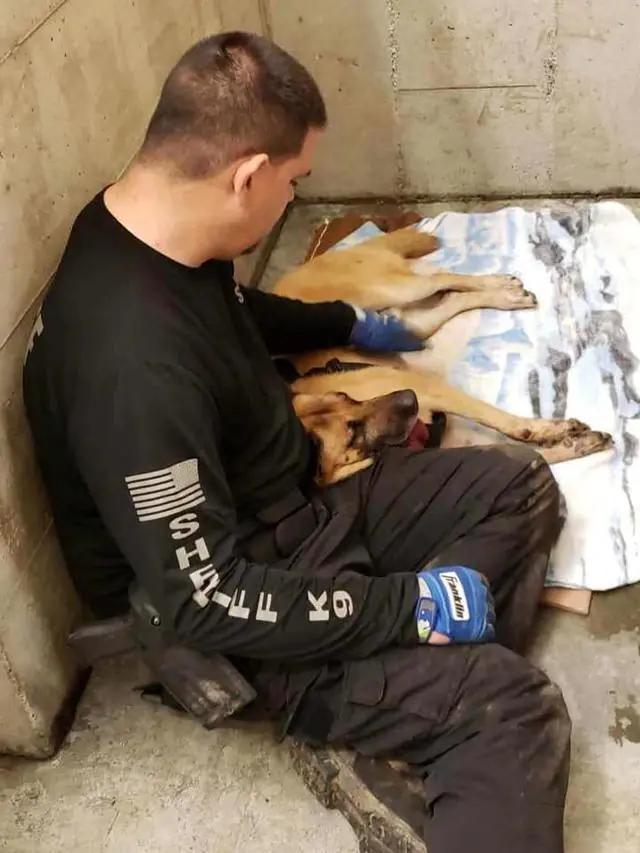 美国警犬执勤时被豪猪攻击 脸上被插两百根尖刺 警方悬赏凶手!