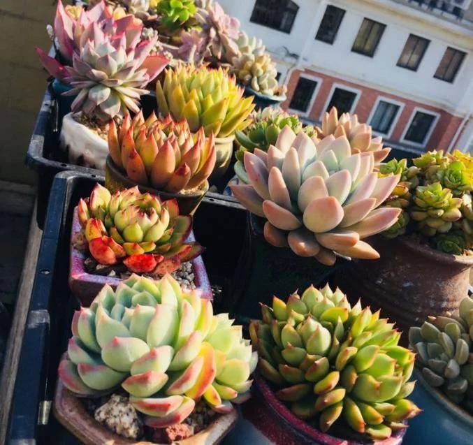 种植多肉植物有窍门 浇水时多做一件事 一周就生根