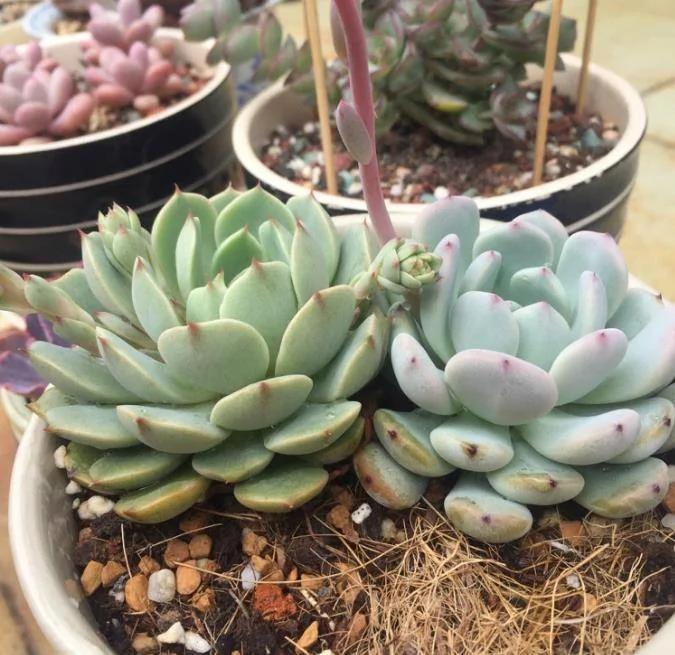 种植多肉植物有窍门 浇水时多做一件事 一周就生根