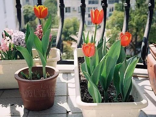室内盆栽卧室植物摆放红黑榜!你家或许也有 赶紧处理…
