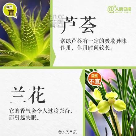 室内盆栽卧室植物摆放红黑榜!你家或许也有 赶紧处理…