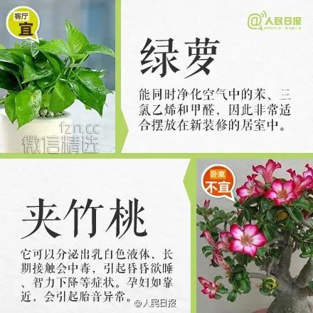 室内盆栽卧室植物摆放红黑榜!你家或许也有 赶紧处理…
