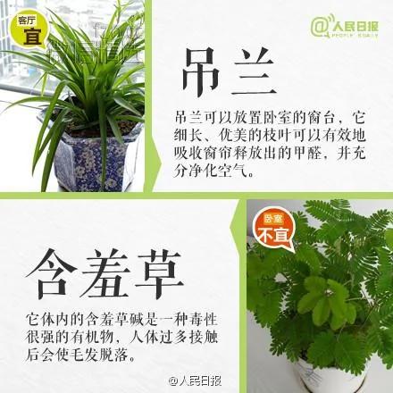 室内盆栽卧室植物摆放红黑榜!你家或许也有 赶紧处理…