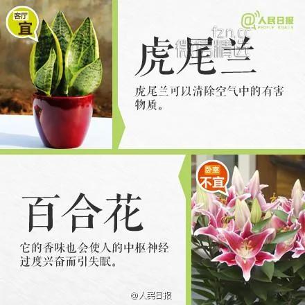室内盆栽卧室植物摆放红黑榜!你家或许也有 赶紧处理…