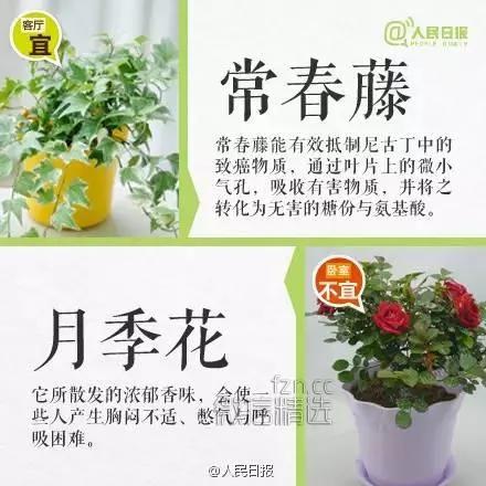 室内盆栽卧室植物摆放红黑榜!你家或许也有 赶紧处理…