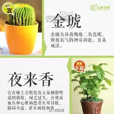 室内盆栽卧室植物摆放红黑榜!你家或许也有 赶紧处理…