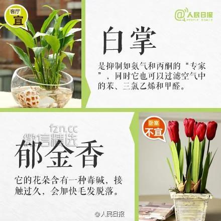 室内盆栽卧室植物摆放红黑榜!你家或许也有 赶紧处理…