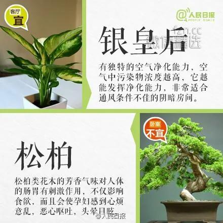 室内盆栽卧室植物摆放红黑榜!你家或许也有 赶紧处理…