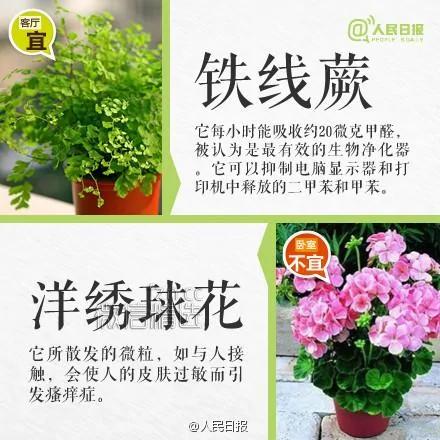 室内盆栽卧室植物摆放红黑榜!你家或许也有 赶紧处理…
