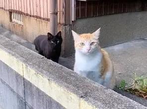 看到流浪橘貓想擼 卻突然竄出黑貓保鏢：想碰它得先徵求我的意見！