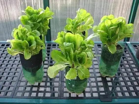 谁还买菜啊 学她这样做 不占地方不用土 省下一年买菜钱