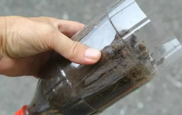 谁还买菜啊 学她这样做 不占地方不用土 省下一年买菜钱