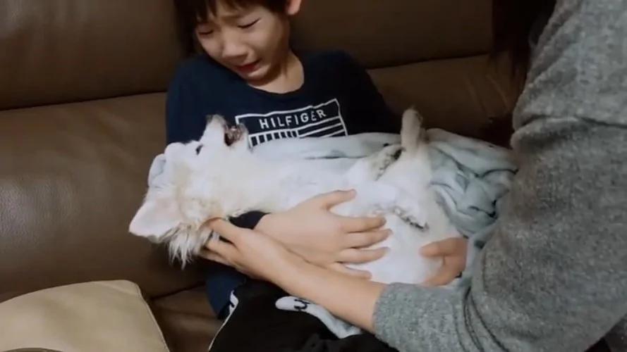 小主人紧抱16岁狗狗”陪它走到生命终点,“看它阖眼”瞬间崩溃大哭“!