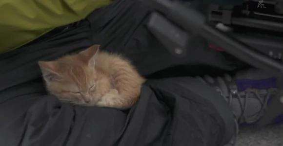 小奶猫不怕摄影师 一直往他头上爬 最后一幕让猫奴都超羡慕!