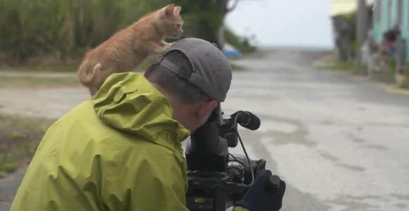 小奶猫不怕摄影师 一直往他头上爬 最后一幕让猫奴都超羡慕!