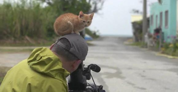 小奶猫不怕摄影师 一直往他头上爬 最后一幕让猫奴都超羡慕!