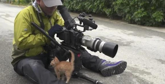 小奶猫不怕摄影师 一直往他头上爬 最后一幕让猫奴都超羡慕!