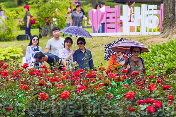 首尔大公园玫瑰盛开成赏花人气景点 阿波罗新闻网