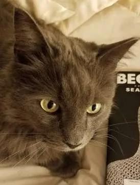 猫咪散步回家「带了张纸条」?主人打开秒笑翻:你对邻居的浴缸做了什么