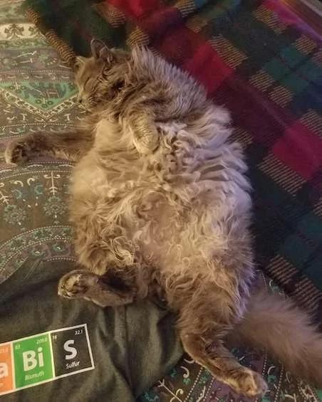 猫咪散步回家「带了张纸条」?主人打开秒笑翻:你对邻居的浴缸做了什么