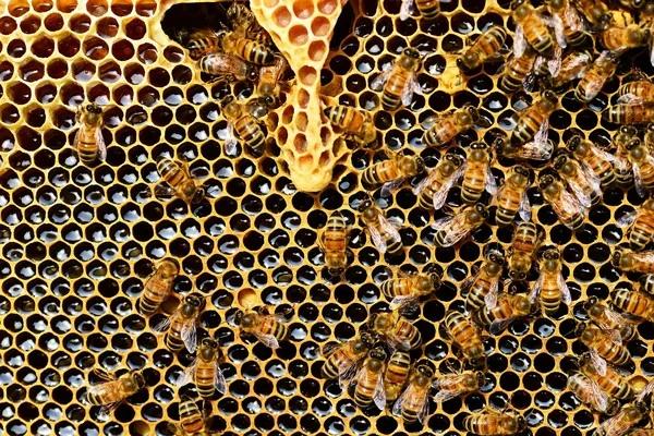 PTT鄉民問蜂蜜到底是什麼？養蜂第4代揭開驚人真相…網全崩潰：要吐了！