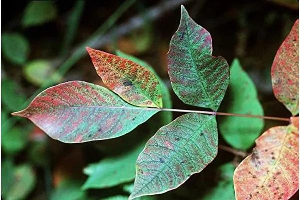 10种有毒植物很危险 在北美一定要注意