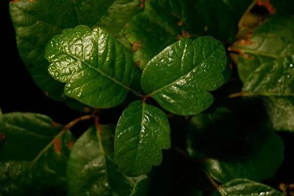 10种有毒植物很危险 在北美一定要注意