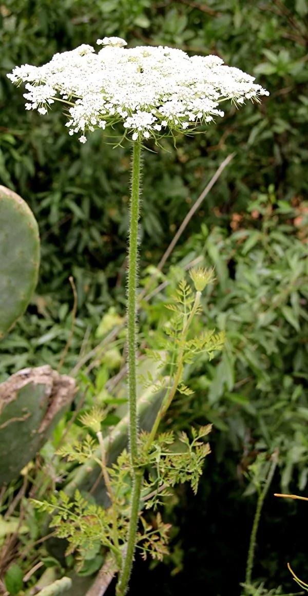 10种有毒植物很危险 在北美一定要注意