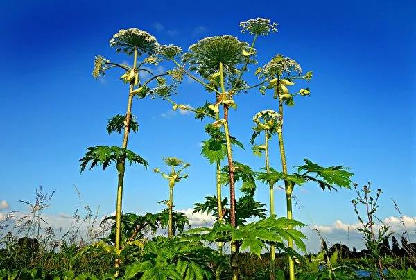 10种有毒植物很危险 在北美一定要注意