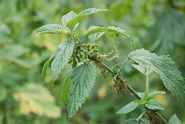 10种有毒植物很危险 在北美一定要注意