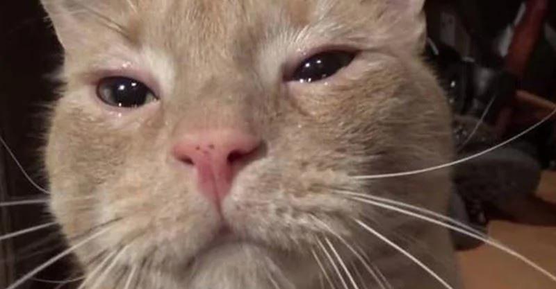 Cat bursts in tears confusing the owner when losing his important thing, but the ending was so touching 1