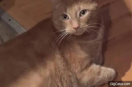 Cat bursts in tears confusing the owner when losing his important thing, but the ending was so touching 2