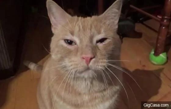 Cat bursts in tears confusing the owner when losing his important thing, but the ending was so touching 4