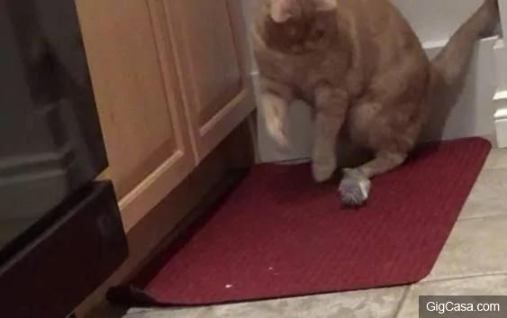 Cat bursts in tears confusing the owner when losing his important thing, but the ending was so touching 3