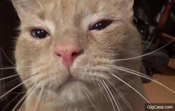 Cat bursts in tears confusing the owner when losing his important thing, but the ending was so touching 5