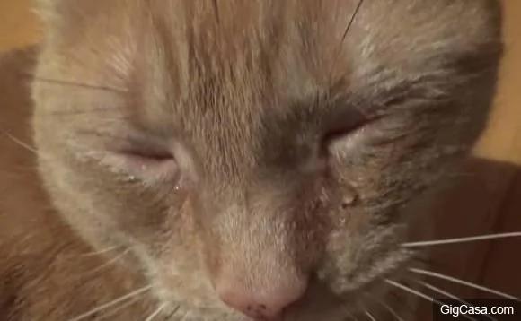 Cat bursts in tears confusing the owner when losing his important thing, but the ending was so touching 6