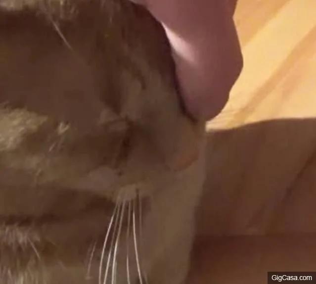 Cat bursts in tears confusing the owner when losing his important thing, but the ending was so touching 7