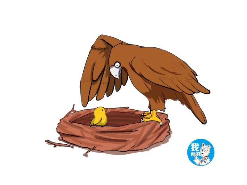 趁老鹰外出觅食 主人将它的蛋换成鸡蛋 出壳后:什么情况?