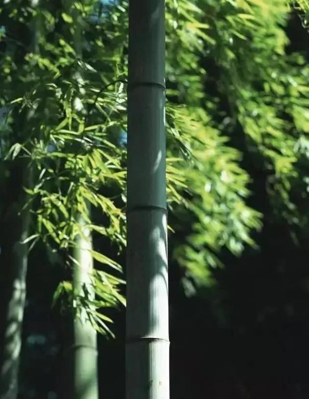 深度好文:人生亦如“竹”!