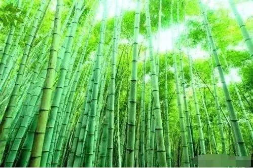 深度好文:人生亦如“竹”!